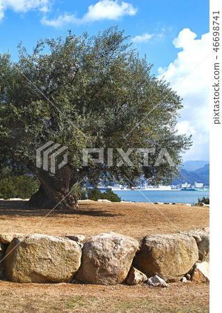 [Shodojima] Thousand-year-old olive large trees (Olive large-year-old olive trees) 46698741