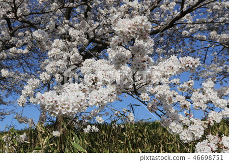 Cherry blossoms in Takadagawa Manzawa 46698751