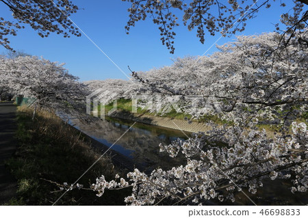 Takadagawa Manzawa的櫻花 46698833