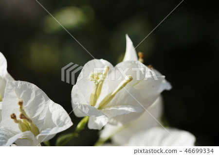 Bougainvillea Sandeliana Bougainvillea Sanderiana Bougainvillea Sandeliana Bougainvillea Sanderiana 46699334