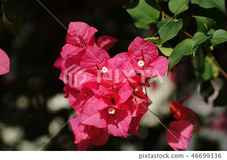 Bougainvillea Sandeliana Bougainvillea Sanderiana Bougainvillea Sandeliana Bougainvillea Sanderiana 46699336