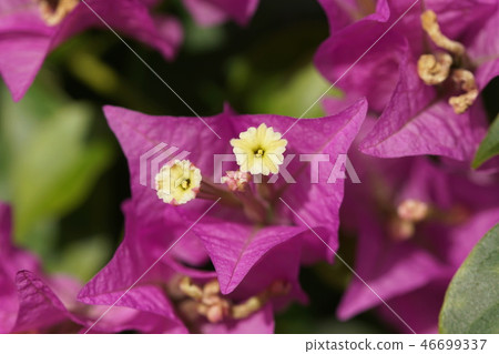 Bougainvillea Sandeliana Bougainvillea Sanderiana Bougainvillea Sandeliana Bougainvillea Sanderiana 46699337