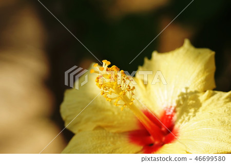 Hibiscus Hula Girl Hibiscus Hula Girl Hibiscus Hula Girl Hibiscus Hula Girl 46699580