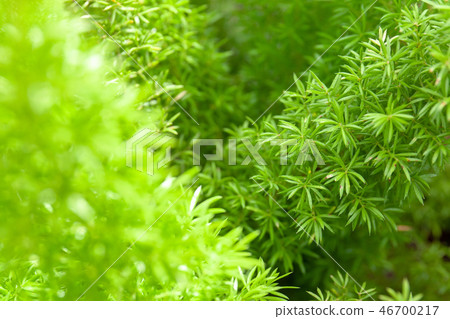 Green leaves plants growing in the garden Green leaves plants growing in the garden 46700217