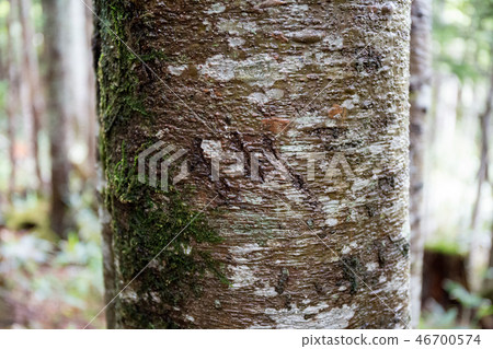 棕熊的指甲痕跡爬樹Shiretoko 46700574