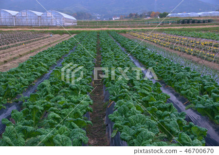 Bonsai field Itoshima winter field scenery Bonsai field Itoshima winter field scenery 46700670