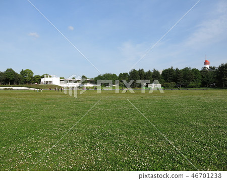 Square of sun in sea breeze park covered with white clover flowers Square of sun in sea breeze park covered with white clover flowers 46701238