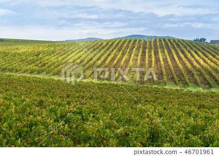 Vineyard in Chianti region in province of Siena 46701961