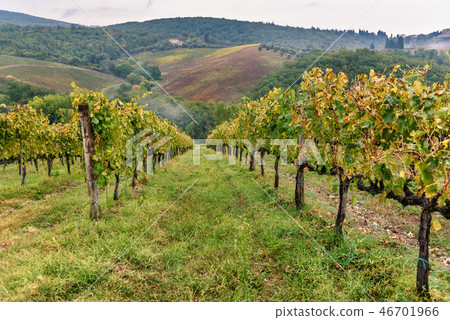 Vineyard in Chianti region in province of Siena Vineyard in Chianti region in province of Siena 46701966