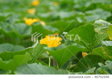 Tottori four season walk summer pumpkin Tottori four season walk summer pumpkin 46702006