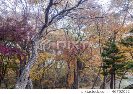 京畿道軍浦市Dukkeokgi森林 46702032