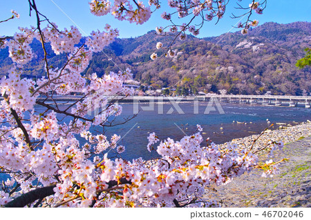 京都嵐山，渡月橋的櫻花盛開的春天 46702046