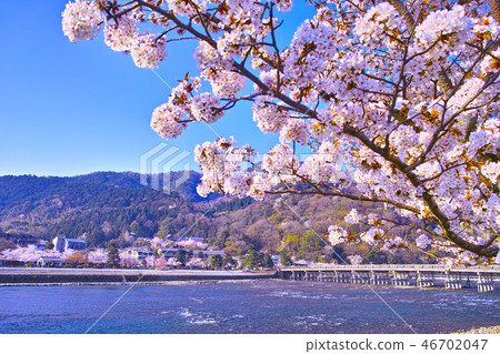 京都嵐山，渡月橋的櫻花盛開的春天 46702047