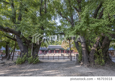 Ginkgo，Myeong Rin Hall，Seoul Munmyo，Jongno-gu，Seoul 46703018