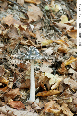 Coprinus picaceus 46703675