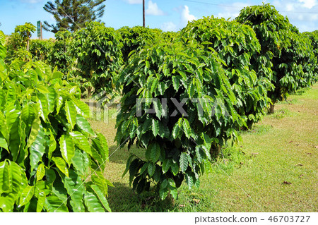 Coffee tree 46703727