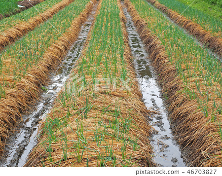 Green onion field 46703827