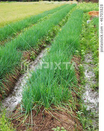 Green onion field 46703828