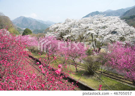 Watase Ridge Spring Spring 46705057