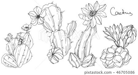 Vector Cacti floral botanical flower. Black and white engraved ink art. Isolated cacti illustration 46705086