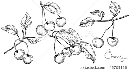 Vector Cherry fruit. Black and white engraved ink art. Isolated berry illustration element on white Vector Cherry fruit. Black and white engraved ink art. Isolated berry illustration element on white 46705116