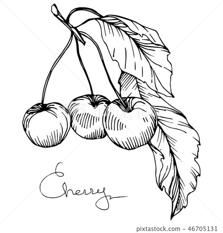 Vector Cherry fruit. Black and white engraved ink art. Isolated berry illustration element on white Vector Cherry fruit. Black and white engraved ink art. Isolated berry illustration element on white 46705131