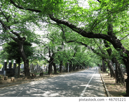 Yanaka cemetery in spring of beautiful fresh green (Sakura Avenue) Yanaka cemetery in spring of beautiful fresh green (Sakura Avenue) 46705221