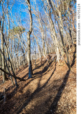 Nakanokura Pass Trail (Minobu Town, Minamikoma District, Yamanashi Prefecture) *Photo taken in December 2016 Nakanokura Pass Trail (Minobu Town, Minamikoma District, Yamanashi Prefecture) *Photo taken in December 2016 46705224
