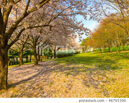 Cherry blossoms (cherry blossoms), spring flowers, spring scenery Cherry blossoms (cherry blossoms), spring flowers, spring scenery 46705300