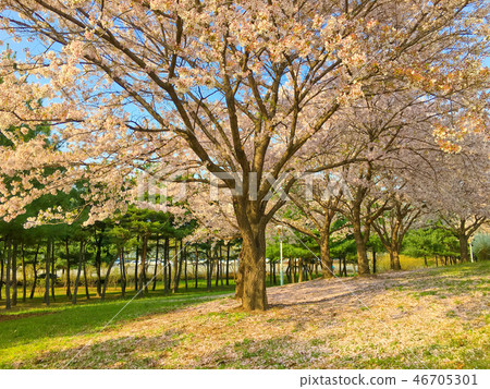 Cherry blossoms (cherry blossoms), spring flowers, spring scenery 46705301