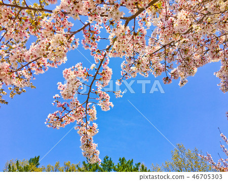 Cherry blossoms (cherry blossoms), spring flowers, spring scenery 46705303