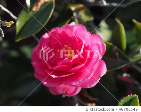 Sasanqua（山花）自然紋理 46705549