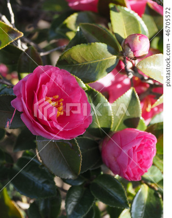 Sasanqua (mountain flower) natural texture 46705572