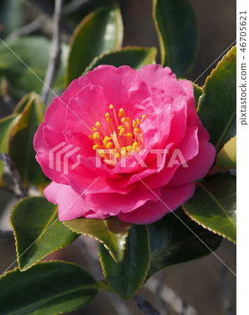 Sasanqua (mountain flower) natural texture 46705621