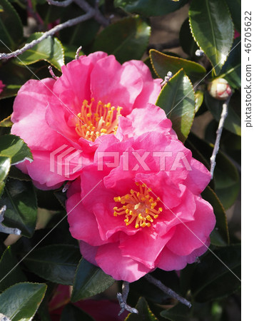 Sasanqua (mountain flower) natural texture Sasanqua (mountain flower) natural texture 46705622