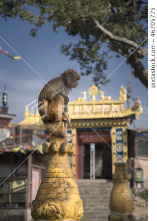 Monkeys in Pashupatinath 46705775