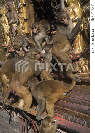 Monkeys in Pashupatinath Monkeys in Pashupatinath 46705787