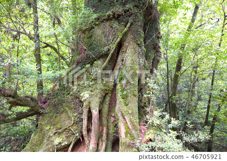 Shiratani Unsuikyo second generation cedar Shiratani Unsuikyo second generation cedar 46705921
