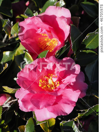 Sasanqua（山花）自然紋理 46705978