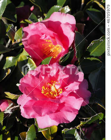 Sasanqua（山花）自然紋理 46705979