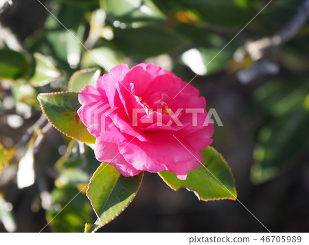 Sasanqua（山花）自然紋理 46705989