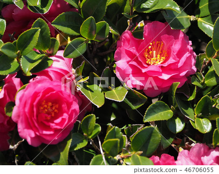 Sasanqua (mountain flower) natural texture 46706055