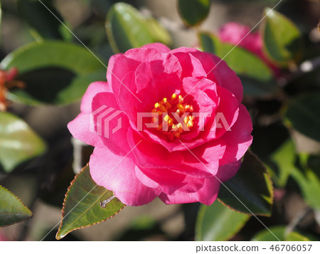 Sasanqua (mountain flower) natural texture Sasanqua (mountain flower) natural texture 46706057