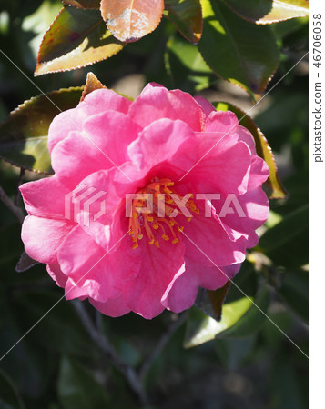 Sasanqua (mountain flower) natural texture Sasanqua (mountain flower) natural texture 46706058