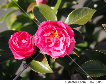 Sasanqua (mountain flower) natural texture Sasanqua (mountain flower) natural texture 46706059