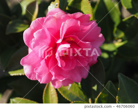Sasanqua (mountain flower) natural texture 46706060