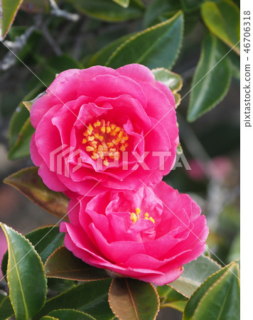 Sasanqua (mountain flower) natural texture Sasanqua (mountain flower) natural texture 46706318