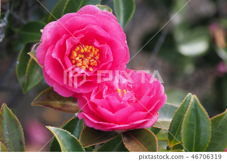 Sasanqua (mountain flower) natural texture Sasanqua (mountain flower) natural texture 46706319