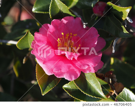 Sasanqua (mountain flower) natural texture Sasanqua (mountain flower) natural texture 46706405
