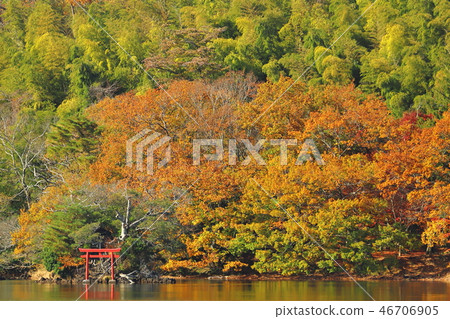 Autumn leaves and water god torii 46706905